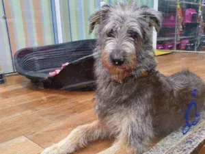 Cachorro raça SRD idade 7 a 11 meses nome JORGE