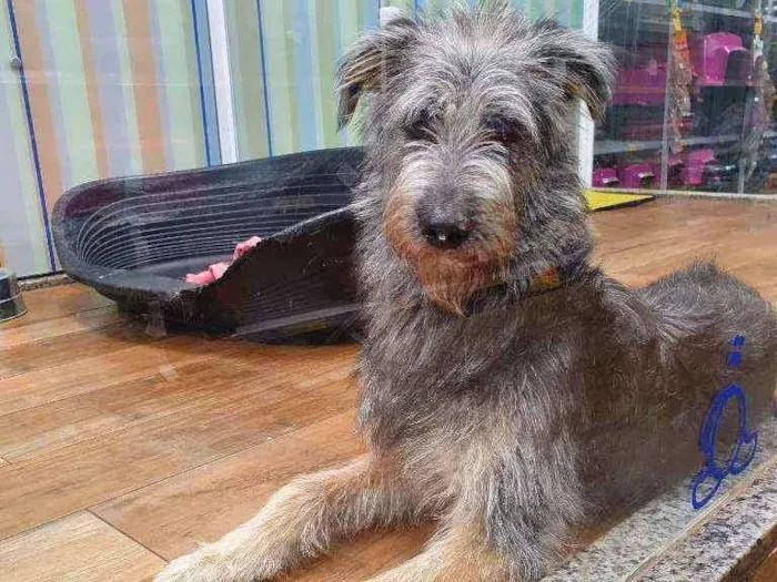 Cachorro ra a SRD idade 7 a 11 meses nome JORGE