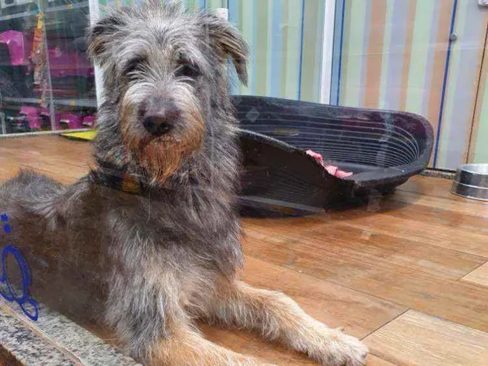 Cachorro ra a SRD idade 7 a 11 meses nome JORGE