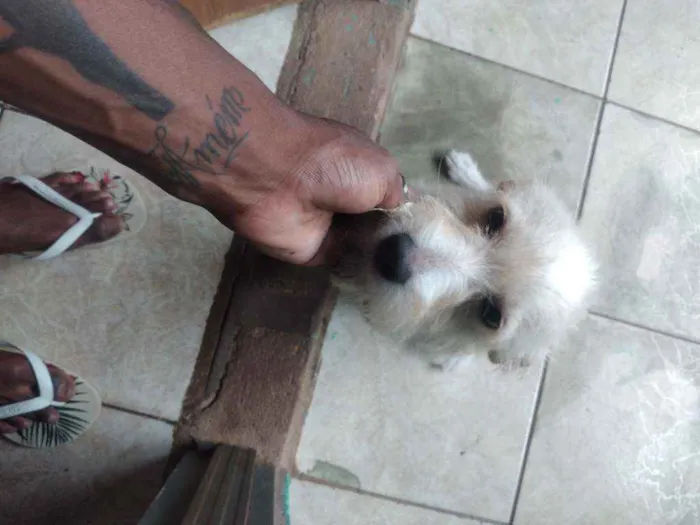 Cachorro ra a Não identificada  idade 7 a 11 meses nome Karelina