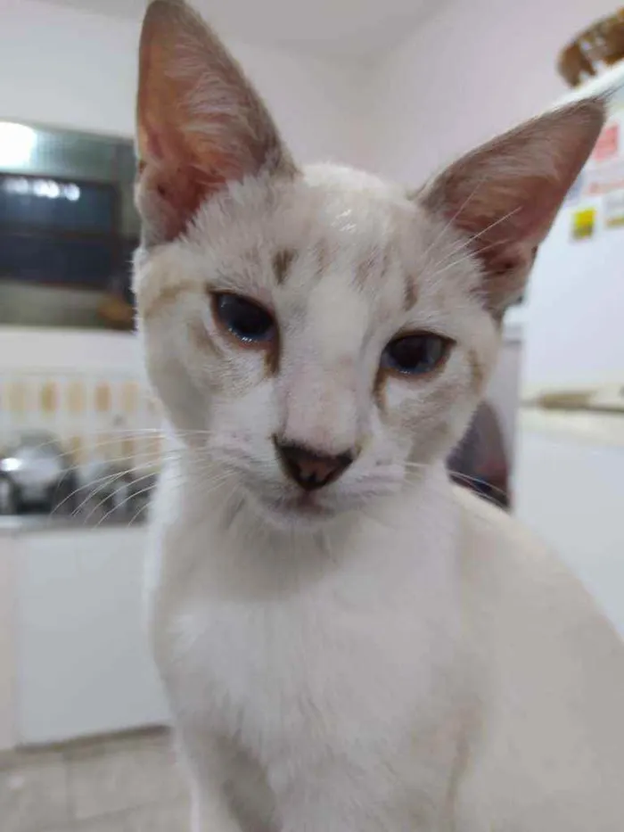 Gato ra a Sem raça definida idade 2 a 6 meses nome Quill