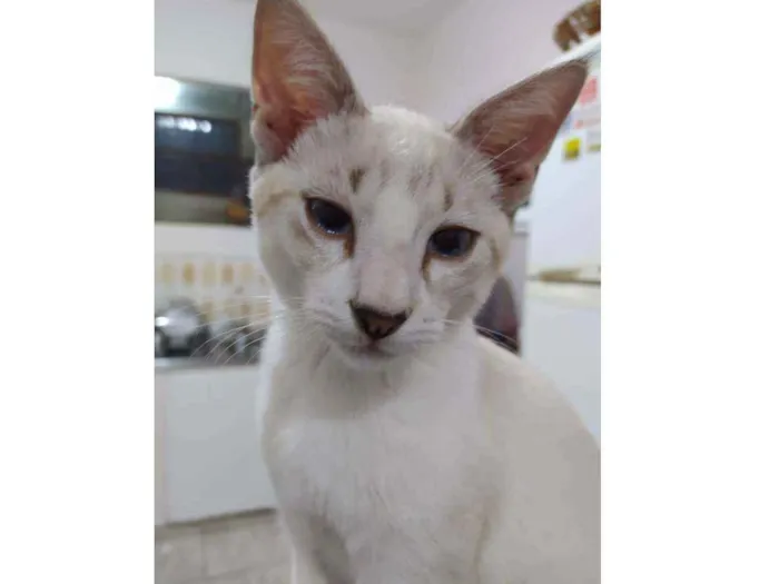 Gato ra a Sem raça definida idade 2 a 6 meses nome Quill