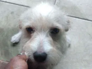 Cachorro raça Não identificada  idade 7 a 11 meses nome Karelina