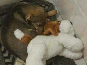 Cachorro raça Srd idade 2 a 6 meses nome SHIRA