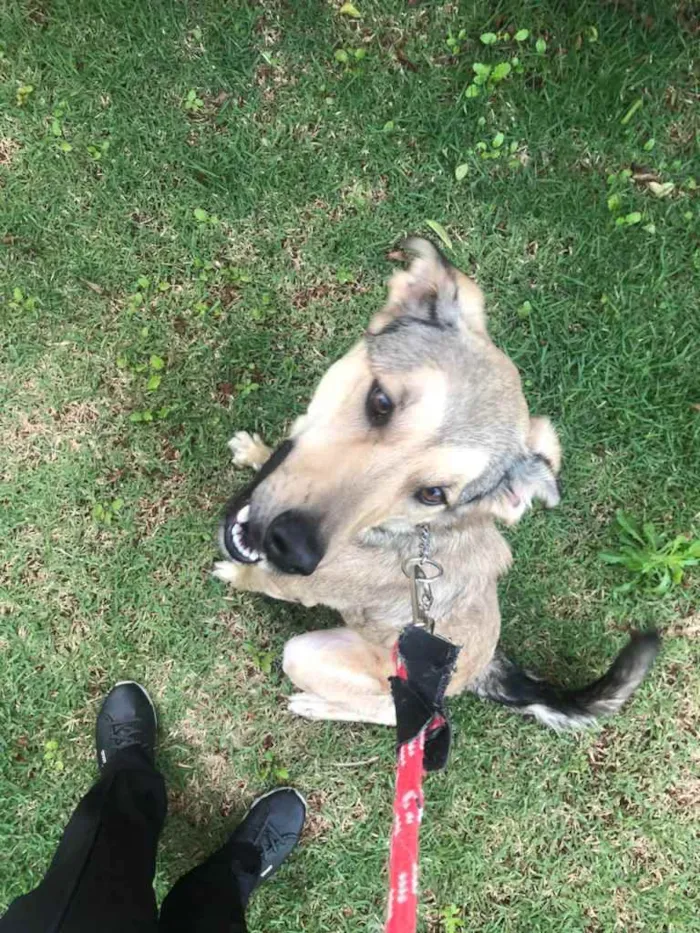 Cachorro ra a SRD-ViraLata idade 2 anos nome Berlim