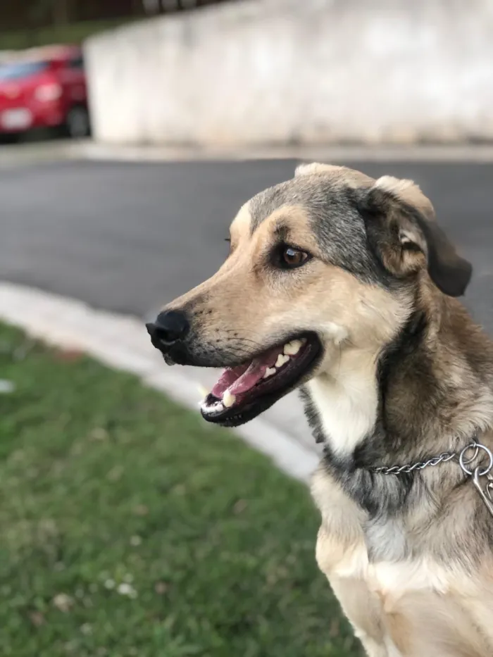 Cachorro ra a SRD-ViraLata idade 2 anos nome Berlim