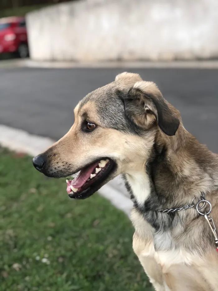 Cachorro ra a SRD-ViraLata idade 2 anos nome Berlim