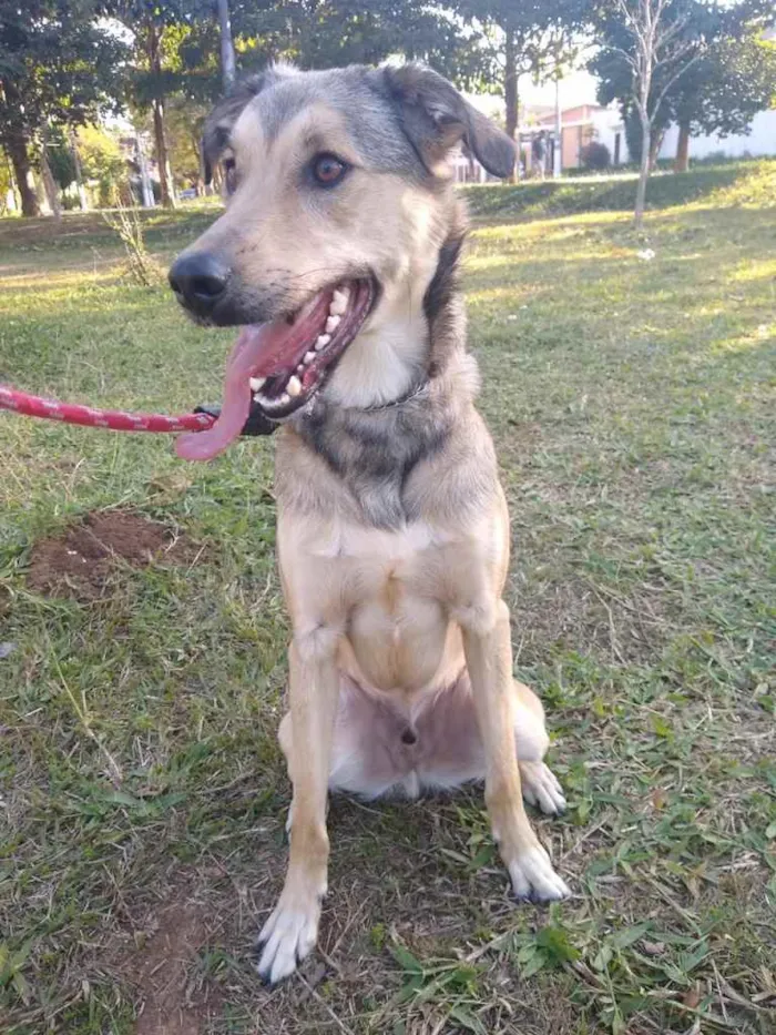 Cachorro ra a SRD-ViraLata idade 2 anos nome Berlim