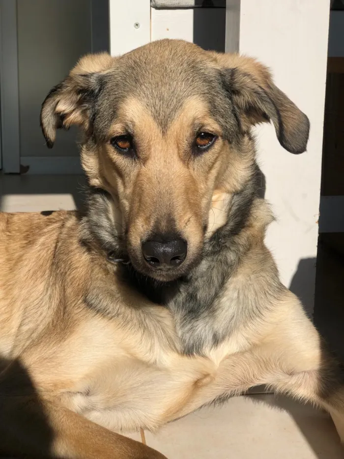 Cachorro ra a SRD-ViraLata idade 2 anos nome Berlim