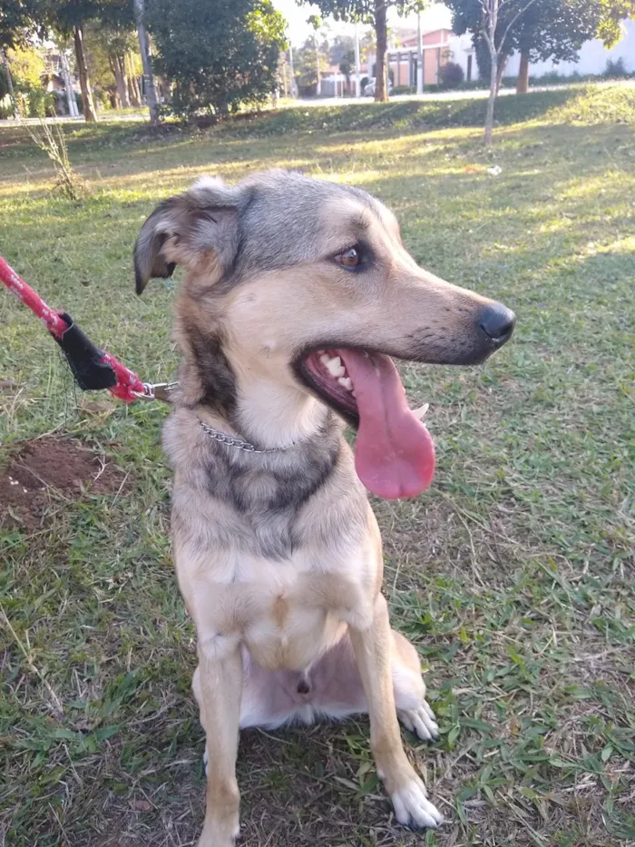 Cachorro ra a SRD-ViraLata idade 2 anos nome Berlim