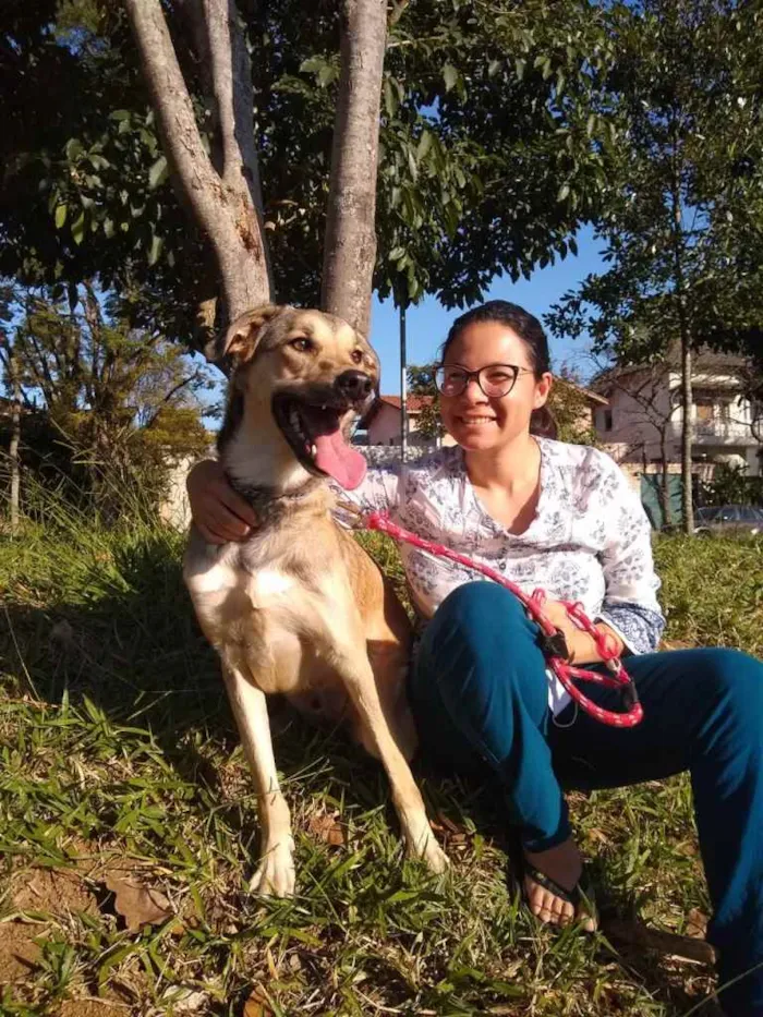 Cachorro ra a SRD-ViraLata idade 2 anos nome Berlim