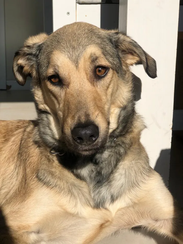 Cachorro ra a SRD-ViraLata idade 2 anos nome Berlim