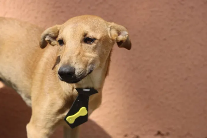 Cachorro ra a SRD idade 2 anos nome Pinhão