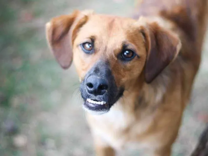 Cachorro ra a SRD idade 7 a 11 meses nome Gar