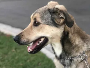 Cachorro raça SRD-ViraLata idade 2 anos nome Berlim