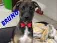 Bruno