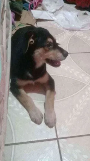 Cachorro raça Não sei idade 2 a 6 meses nome Não sei o nome