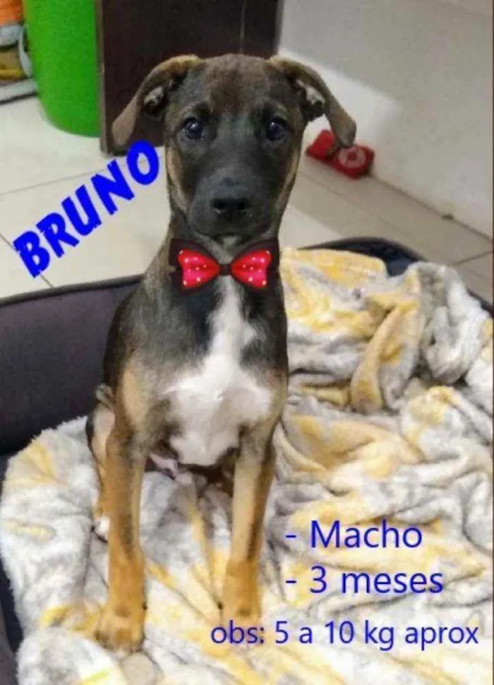 Cachorro raça Srd idade 2 a 6 meses nome Bruno