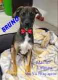 Bruno