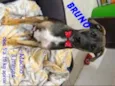Bruno