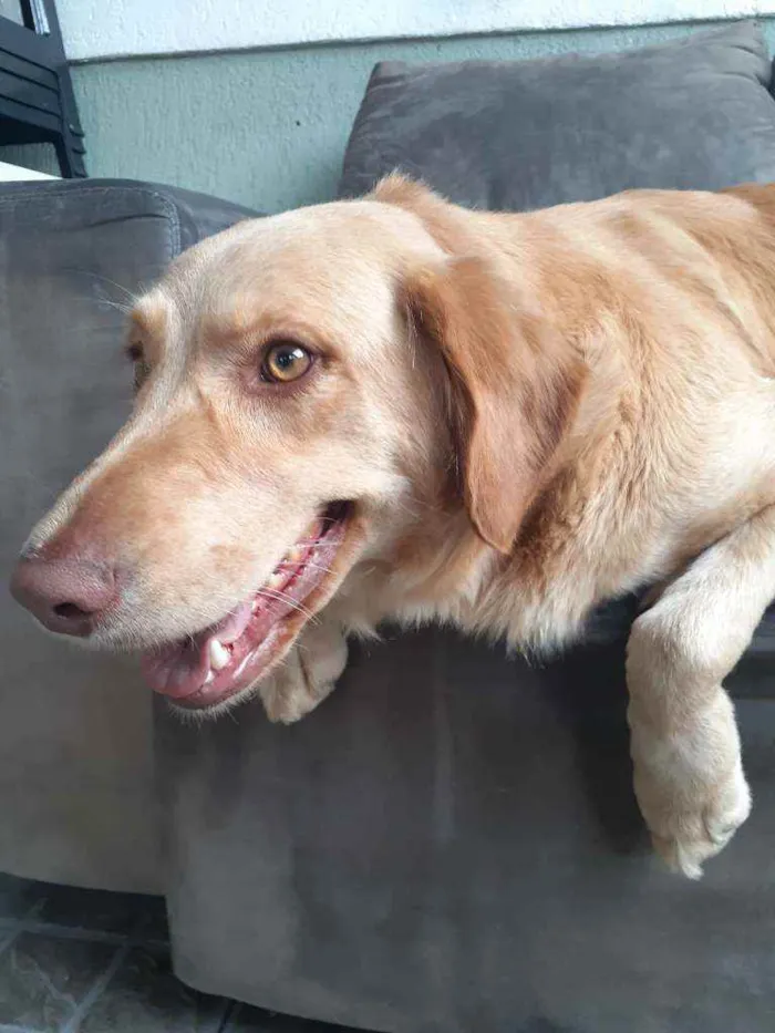 Cachorro ra a Golden Mestiça  idade 4 anos nome Charlotte