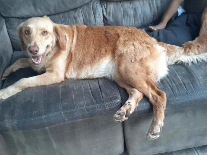 Cachorro ra a Golden Mestiça  idade 4 anos nome Charlotte