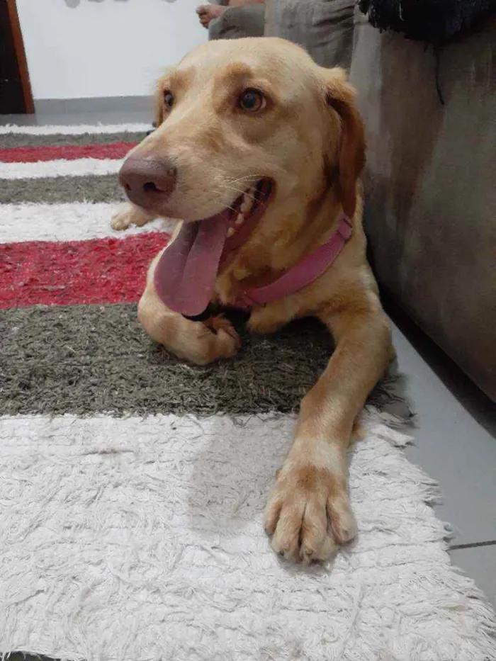 Cachorro ra a Golden Mestiça  idade 4 anos nome Charlotte