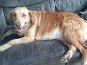 Cachorro raça Golden Mestiça  idade 4 anos nome Charlotte