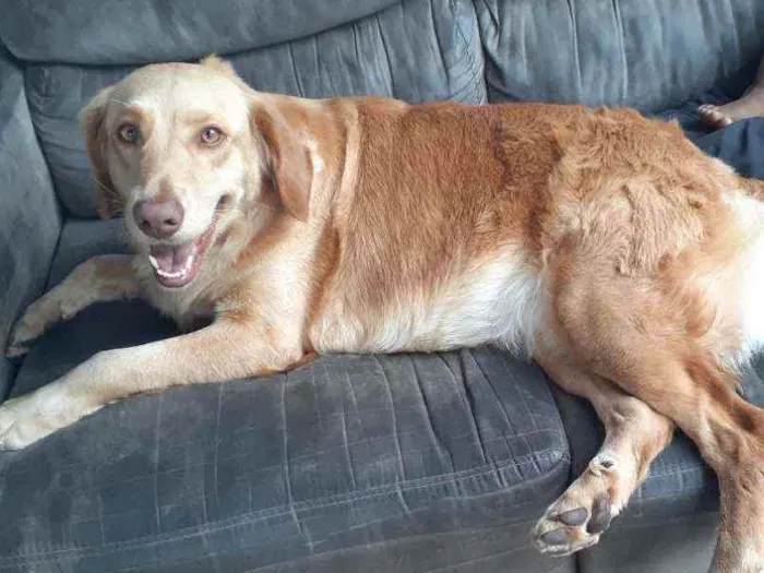 Cachorro ra a Golden Mestiça  idade 4 anos nome Charlotte