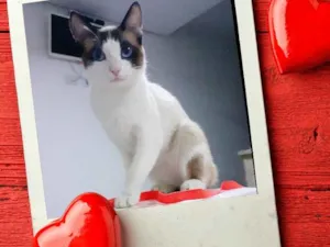Gato raça SRD idade 1 ano nome Eros