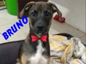 Cachorro raça Srd idade 2 a 6 meses nome Bruno