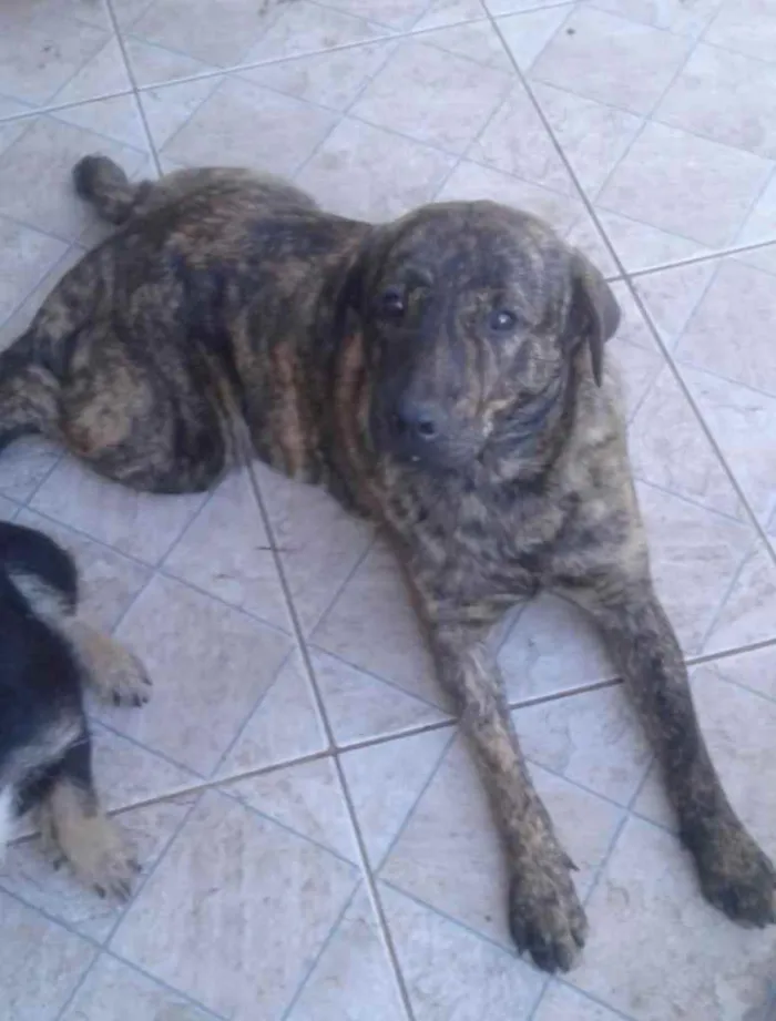 Cachorro raça Fila idade 7 a 11 meses nome Pantera