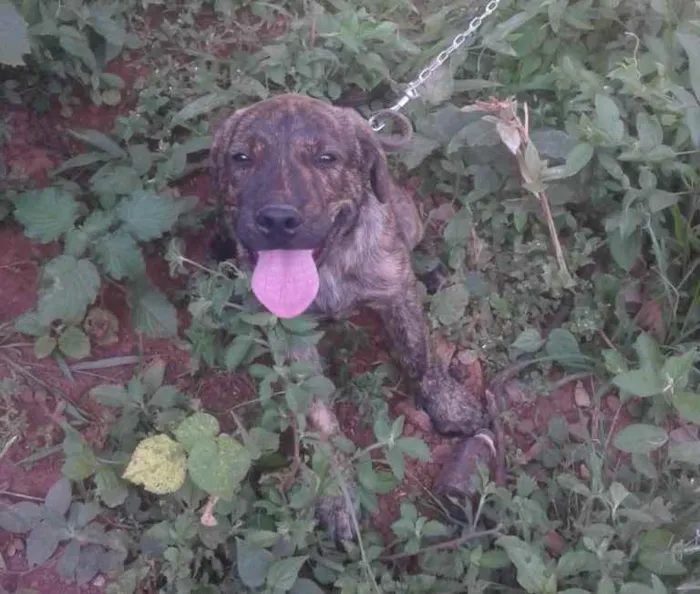 Cachorro raça Fila idade 7 a 11 meses nome Pantera