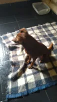 Zinho