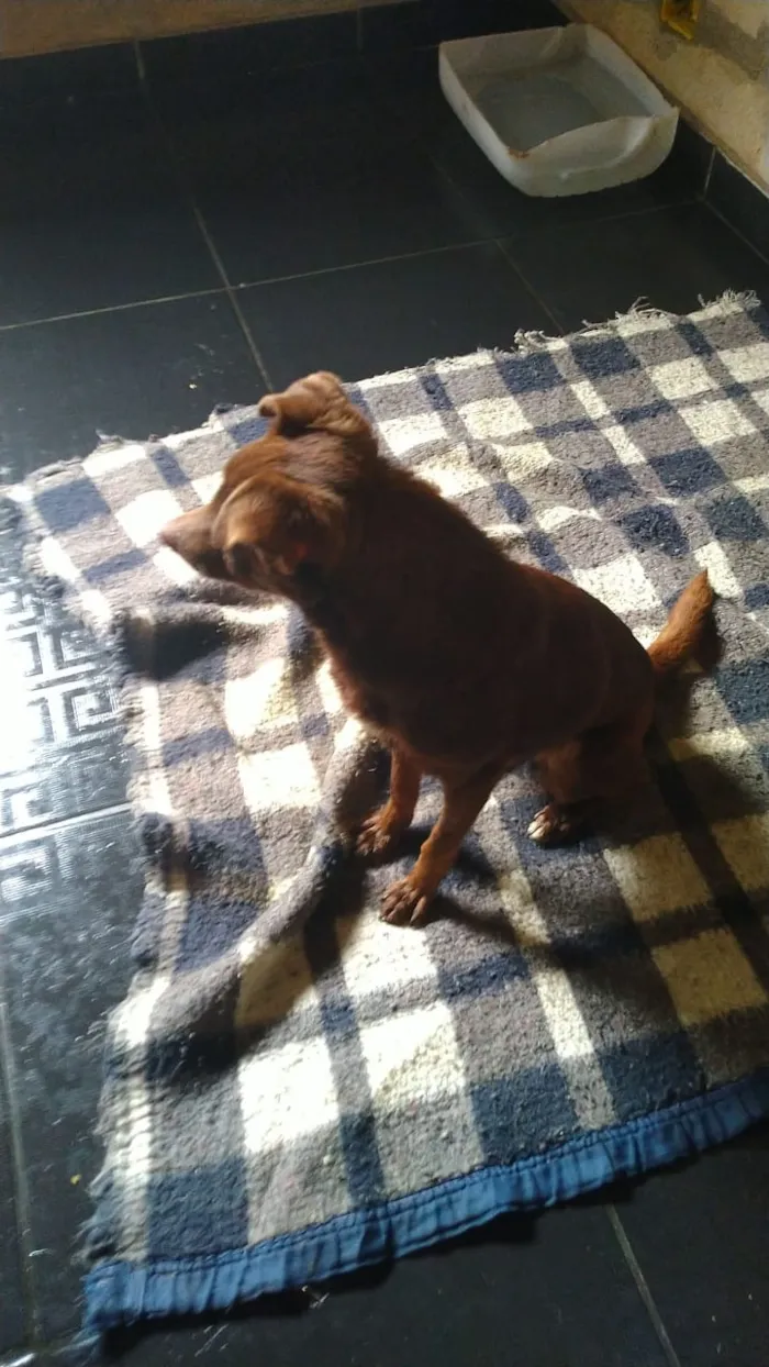 Cachorro ra a SRD idade 4 anos nome Zinho