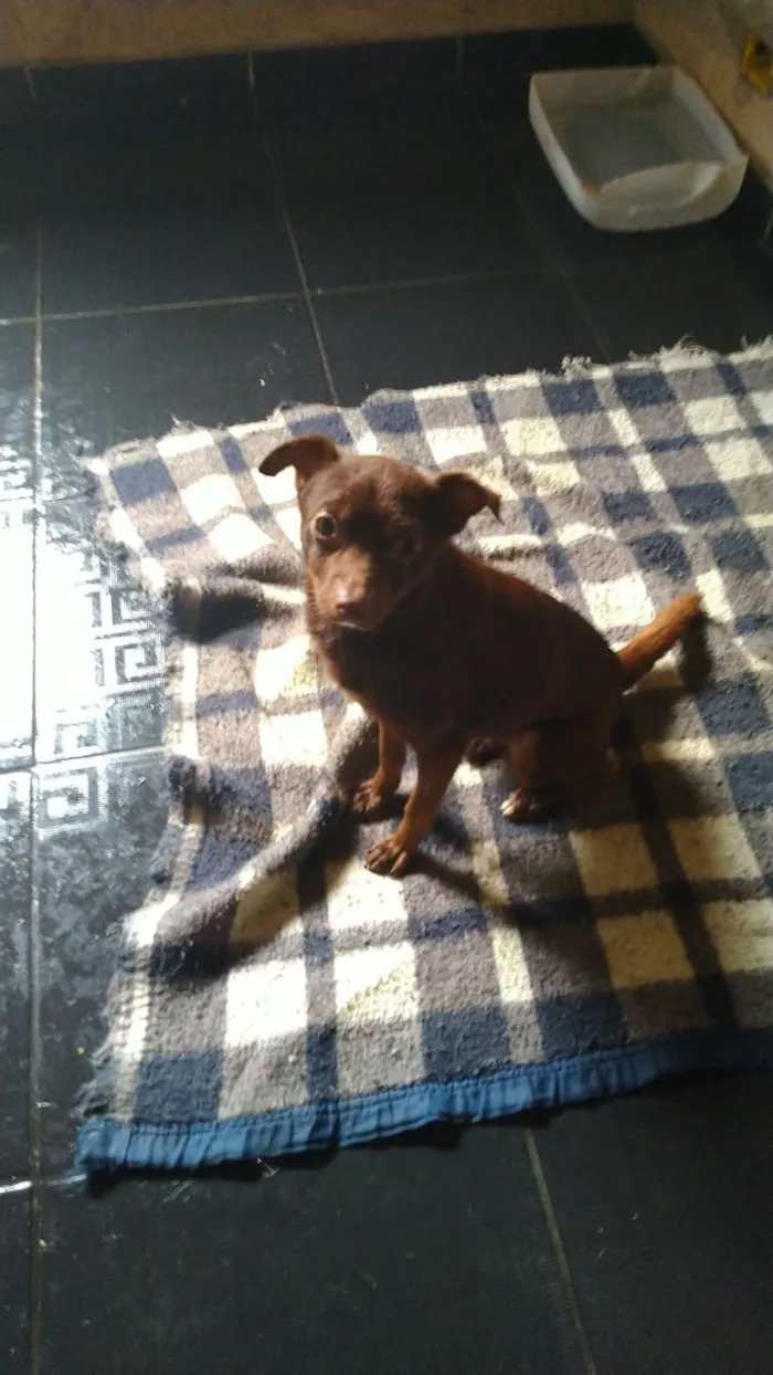 Cachorro ra a SRD idade 4 anos nome Zinho