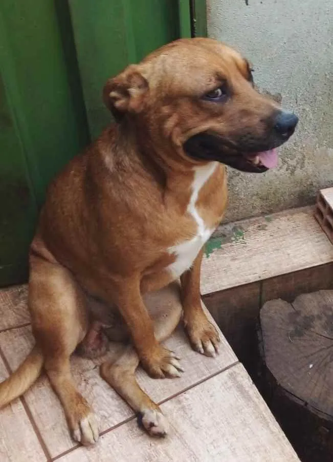 Cachorro raça Pit-Bull idade 1 ano nome Shelale