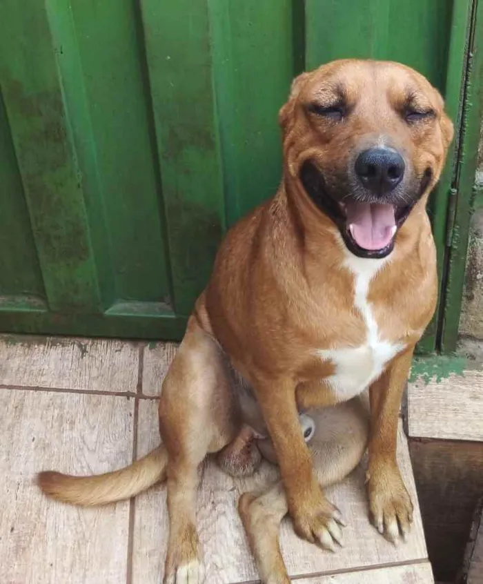 Cachorro raça Pit-Bull idade 1 ano nome Shelale