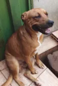 Shelale