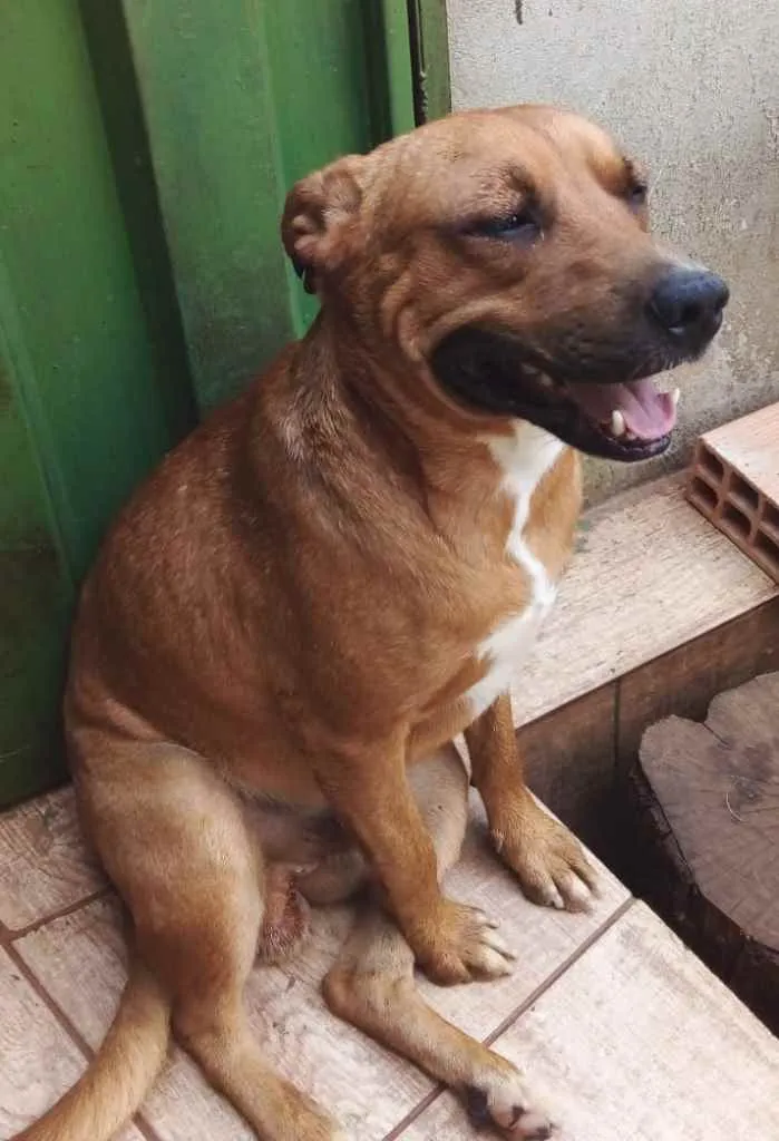 Cachorro raça Pit-Bull idade 1 ano nome Shelale