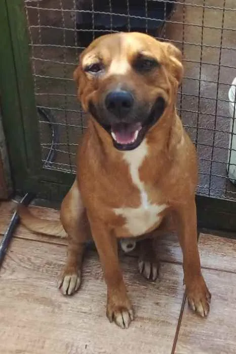 Cachorro raça Pit-Bull idade 1 ano nome Shelale