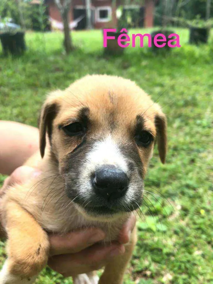 Cachorro ra a  idade Abaixo de 2 meses nome Filhotes