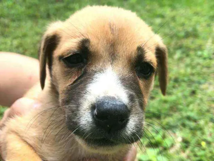 Cachorro ra a  idade Abaixo de 2 meses nome Filhotes