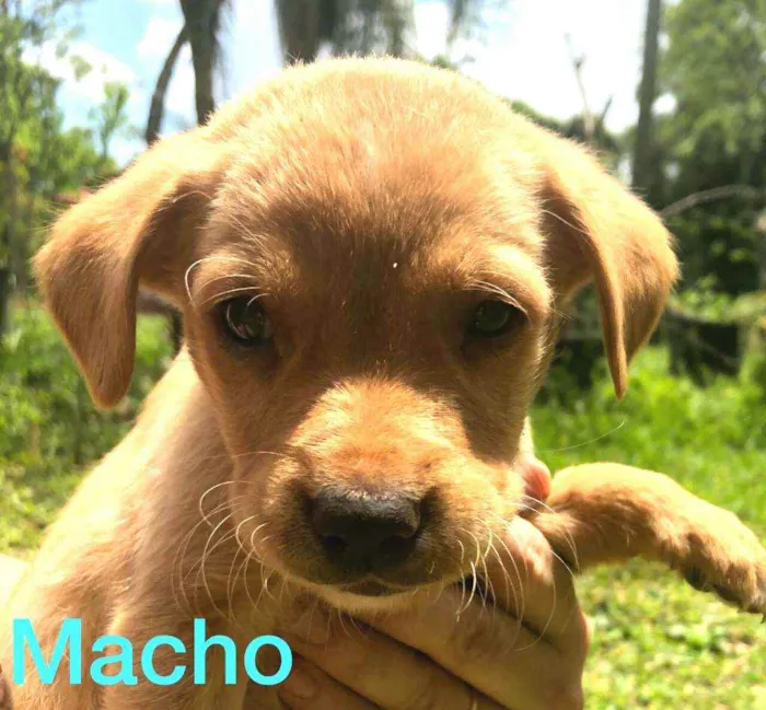 Cachorro ra a  idade Abaixo de 2 meses nome Filhotes