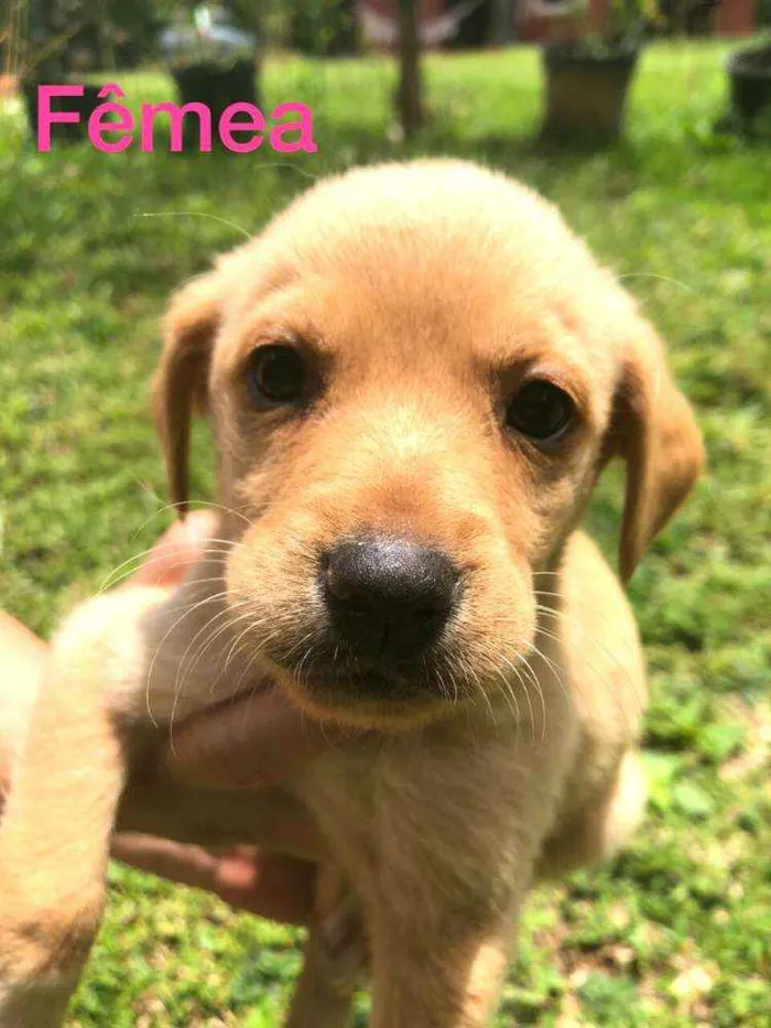 Cachorro ra a  idade Abaixo de 2 meses nome Filhotes