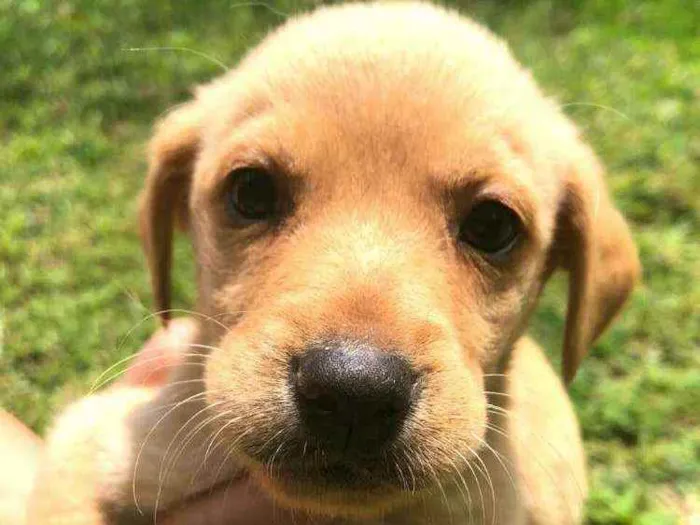 Cachorro ra a  idade Abaixo de 2 meses nome Filhotes