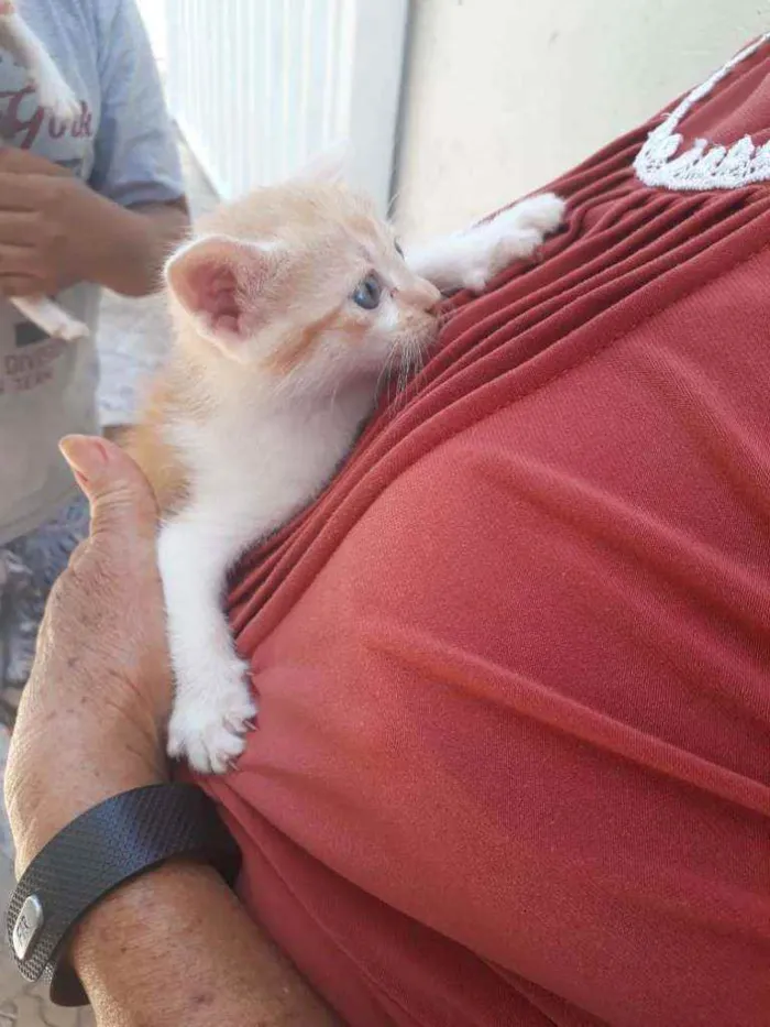 Gato ra a Indefinido idade 2 a 6 meses nome Não tem