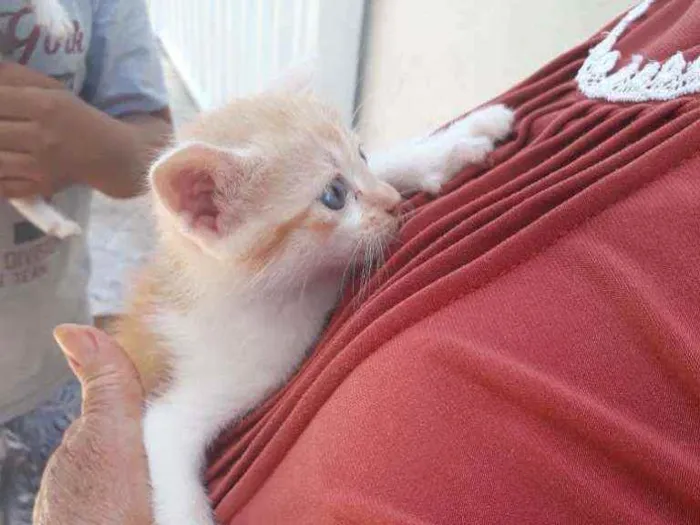 Gato ra a Indefinido idade 2 a 6 meses nome Não tem
