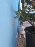Não tem