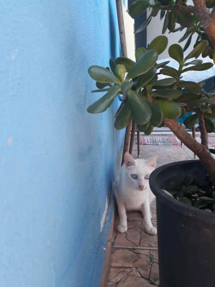 Gato ra a Indefinido idade 1 ano nome Não tem